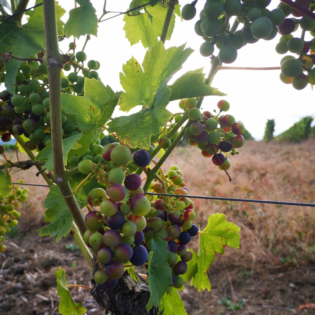 Weingut Fleck-Reich